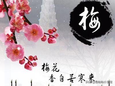 形容梅花气质清雅诗句（形容梅花高雅脱俗的品格诗句(2)）