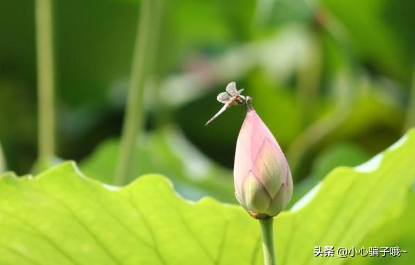 小池写的是哪个季节的景色（小池写的是哪个季节的景色作文）