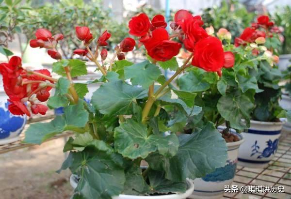 关于花的现代诗歌（关于花的现代诗歌冰心）