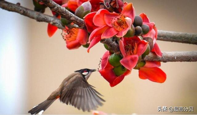 写春天的古诗有哪些目的（写春天的古诗有哪些目的和意义）