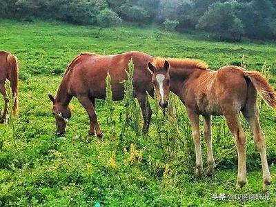 关山牧场旅游攻略（关山牧场旅游攻略图）