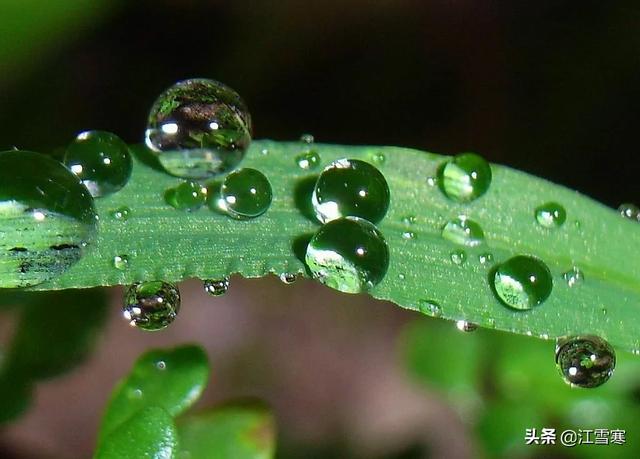 关于雨的古诗句（关于雨的好句）