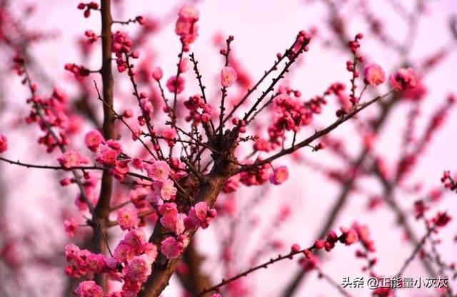 写梅花的古诗句（写梅花的诗句古诗100首）