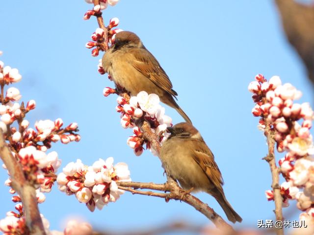处处闻啼鸟上一句（处处闻啼鸟是哪一首诗）