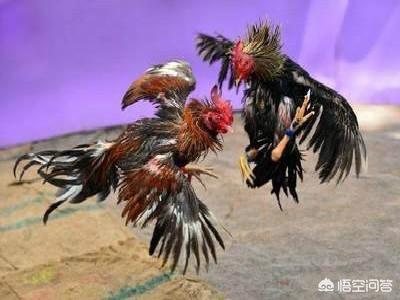 王勃《山中》赏析（唐诗精选——《山中》王勃）