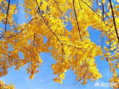 王勃《山中》赏析（唐诗精选——《山中》王勃）