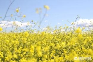 闲看庭前花开花落慢看云卷云舒
