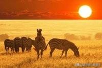 蒙汉情深何忍别天涯碧草话斜阳的意思